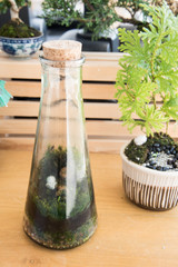  little plants decorate in glass bottle