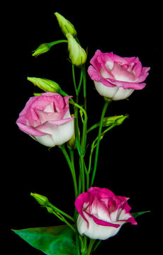 Beautiful bunch of pink lisianthus flowers isolated on black background