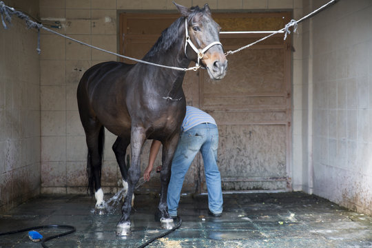 Horse