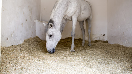 Horse © lucid_dream