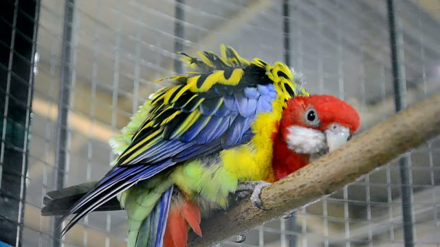 Papagay Bilder Durchsuchen 122 Archivfotos, und Videos