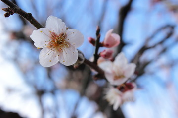 梅の花