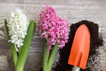 Spring background, flowers and garden tool.