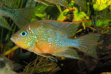 Mexikanischer Goldbuntbarsch (Thorichthys aureus)