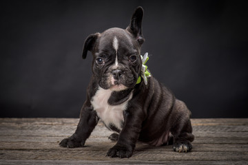 French bulldog small age puppy