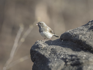dark-eyed junco,Junco hyemalis