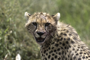 Portrait of wild cheetah in its natural habitat