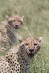 Portrait of wild cheetah in its natural habitat