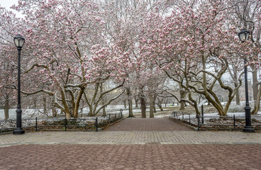 Central Park, New York City