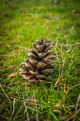 pine cone