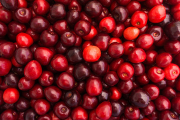 Red Cherries. Cherry selection