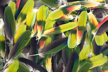 Yellow headed amazon parrot feathers colorful background