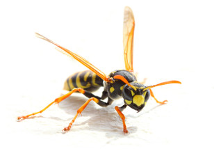 Yellow Jacket Wasp on white background. Close up with shallow DOF.