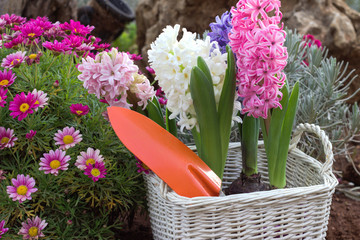 Flowers and garden tools. Springtime.