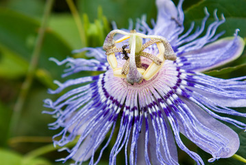 Ants on a Passion Flower