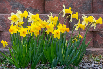 Yellow narcissus spring blossom