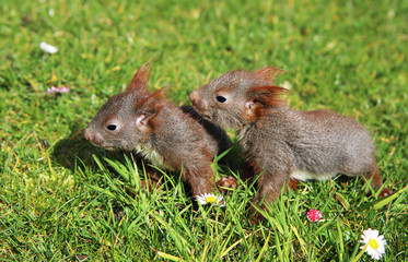 junge Eichhörnchen