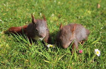 junge Eichhörnchen