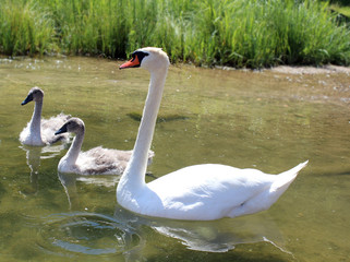 swan bird baby