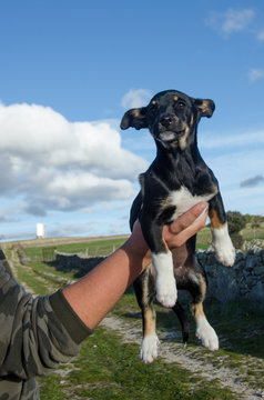 CACHORRO NEGRO CRUCE PINSCHER ALEMAN Y BODEGUERO ANDALUZ