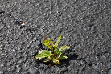 Weed Growing out of Asphalt