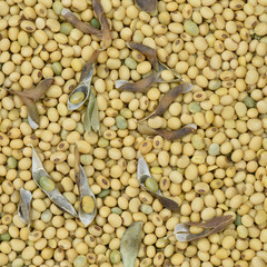 Soy bean organic for background