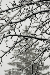 Снег на ветках груши (Snow on the pear branches)