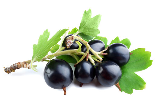 Wild black currant with green leaves isolated on white