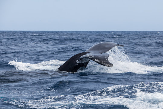 Humpback Whale Fluke Disappearing Into Sea