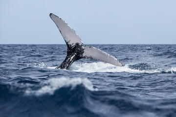 Naklejka premium Humpback Whale Tail in Atlantic Ocean