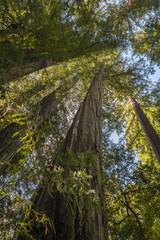 Redwood Forest. Big Basin Redwoods State Park is a state park in the U.S. state of California, located in Santa Cruz County, about 36 km (22 mi) northwest of Santa Cruz. 