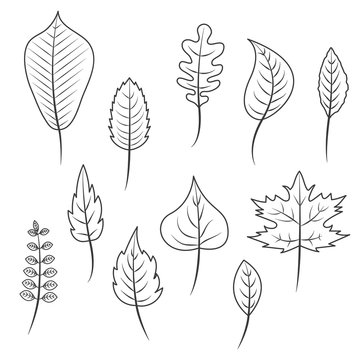 Outlined black and white leaves in flat style vector set. Oak leaf, chestnut leaf, maple, birch and acacia leaves.
