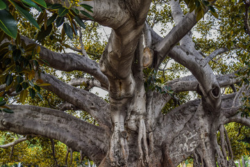 Beverly Gardens Park, the 100 year old tree behind it is just as worth visiting. This stately old Moreton Bay Fig Ficus has literally grown with Beverly Hills over the years.
