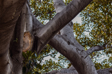 Fototapeta premium Beverly Gardens Park, the 100 year old tree behind it is just as worth visiting. This stately old Moreton Bay Fig Ficus has literally grown with Beverly Hills over the years.
