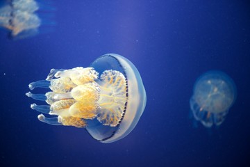 Jellyfish Underwater moving around © Sved Oliver