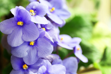 Beautiful violet plant with blue flowers, close up