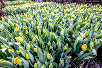 Industrial cultivation of yellow tulips in industrial greenhouse