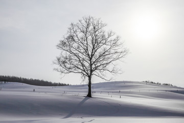 冬の風景