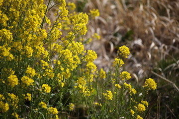 菜の花 / 渡良瀬遊水地にて菜の花を写真に収めました。