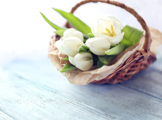 White tulips in a wicker basket on a light-blue table