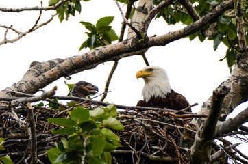 Bald Eagle and Chick