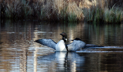 Common Loons