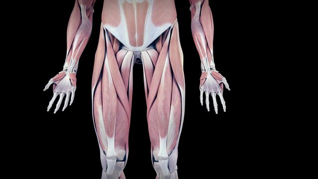 medical 3d animation of the human vastus intermedius