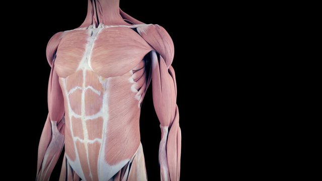 medical 3d animation of the human brachialis 
