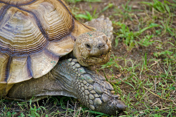 old tortoise in dirt and grass with open mouth