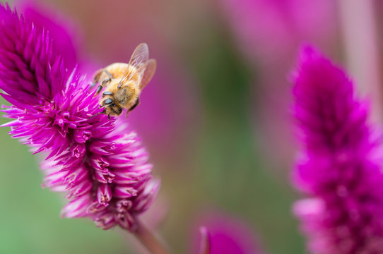Ape Apis Mellifera Su Fiore Di Celosia Caracas Buy This Stock Photo And Explore Similar Images At Adobe Stock Adobe Stock