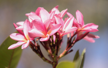 Pink frangipani / plumeria on tree in tropical garden