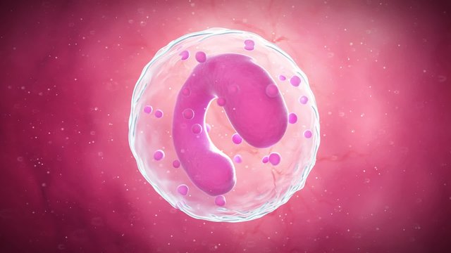 medical 3d animation of the monocyte