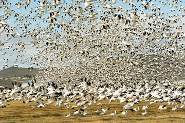 Snow Geese Flock Together Spring Migration Wild Birds