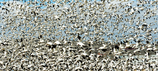 Snow Geese Flock Together Spring Migration Wild Birds